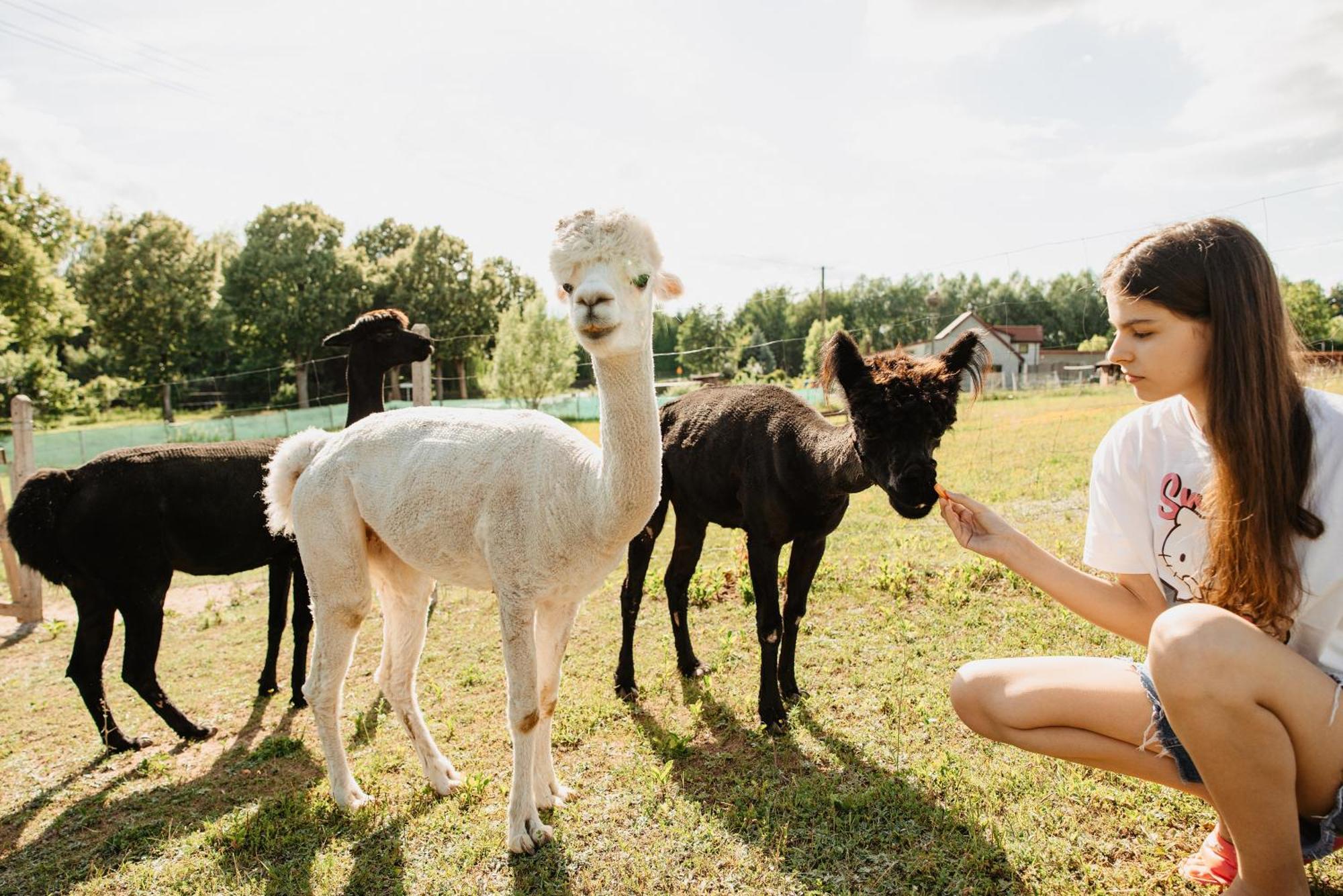 Gospodarstwo Agroturystyczne Z Basenem & Spa I Alpakami Ełk Exteriér fotografie